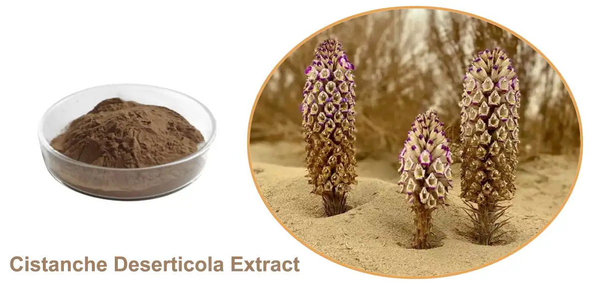 Cistanche Deserticola Extract Supplier.jpg